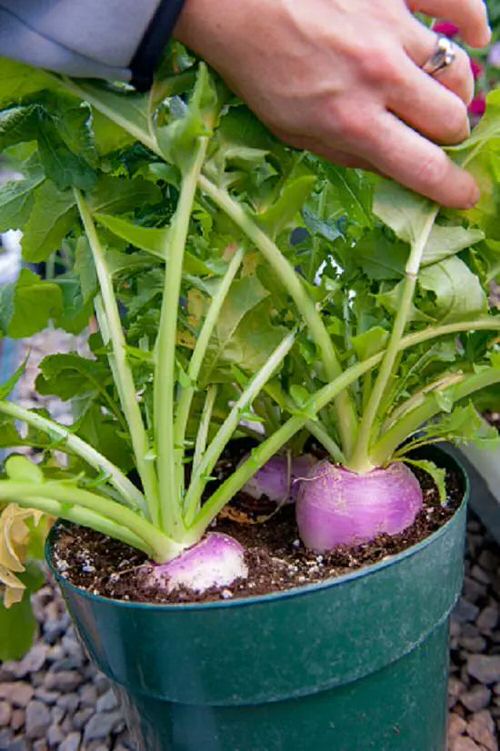 Vegetables to Plant in Late Summer in pot