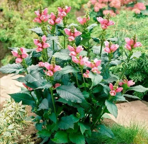 Pink Flowers for Garden 65