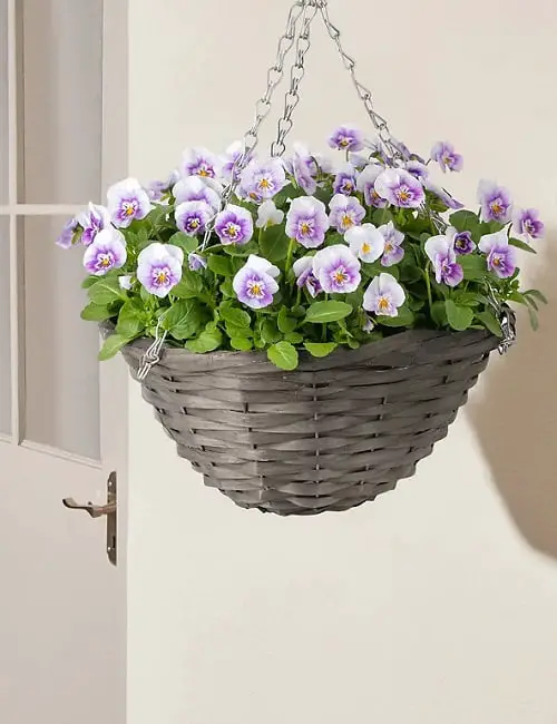 Top Trailing Perennials for Plant Arrangements and Hanging Baskets 