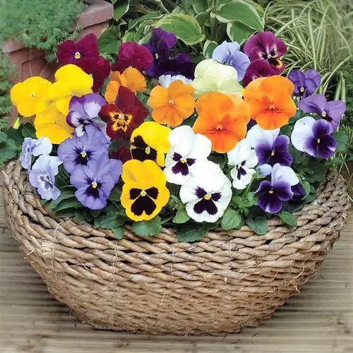 Best Fall Flowers