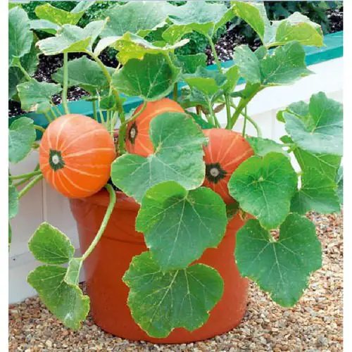Different Types of Pumpkin Varieties 30