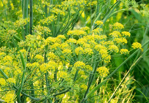 Top best Edible Weeds You Were Aware You Could Consume