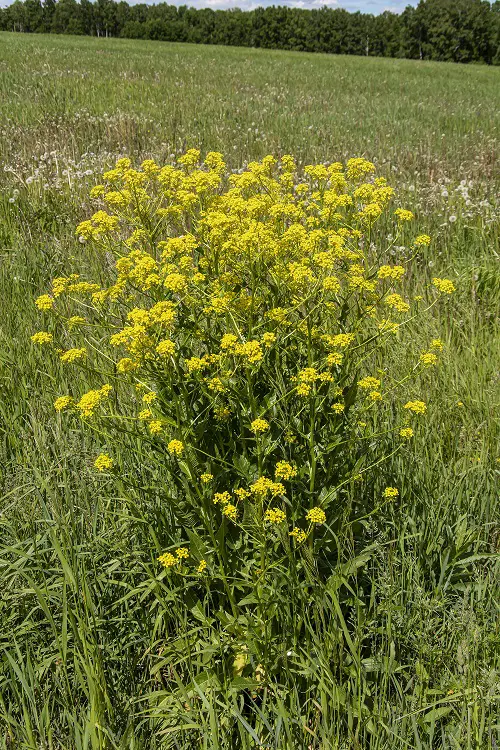 Edible Weeds You Didn't Know You Could Eat