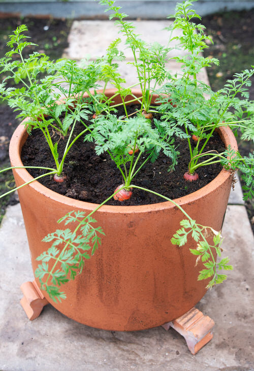 Vegetables to Plant in Late Summer in Containers