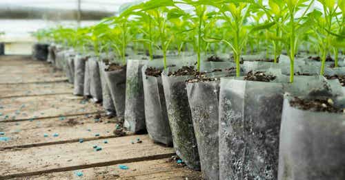 Tips to Minimize Transplanting Shock 2