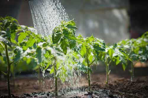 Tips to Minimize Transplanting Shock 54