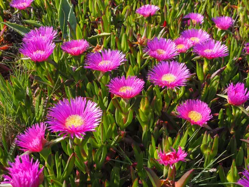 Stunning Flowers that Start with 'I'