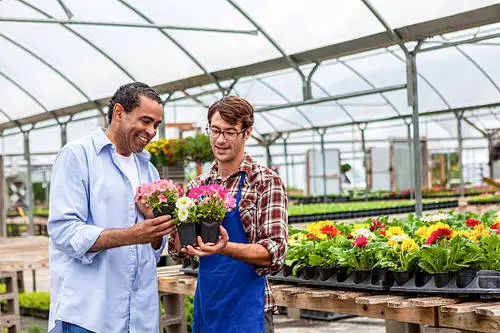 Houseplant Buying Tips 4