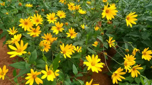 best Gorgeous Flowers with a "J" in them