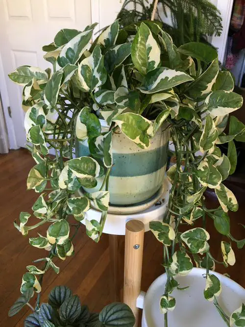How to Grow N'joy Pothos 8
