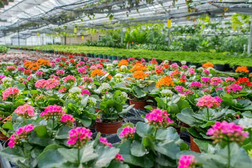 Houseplant Buying Tips 5