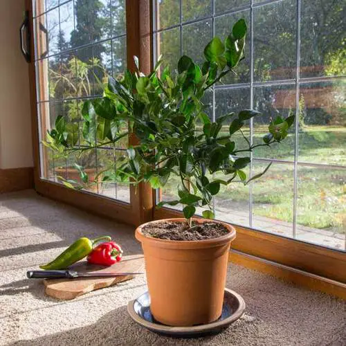 The Greatest Citrus Trees for Pots