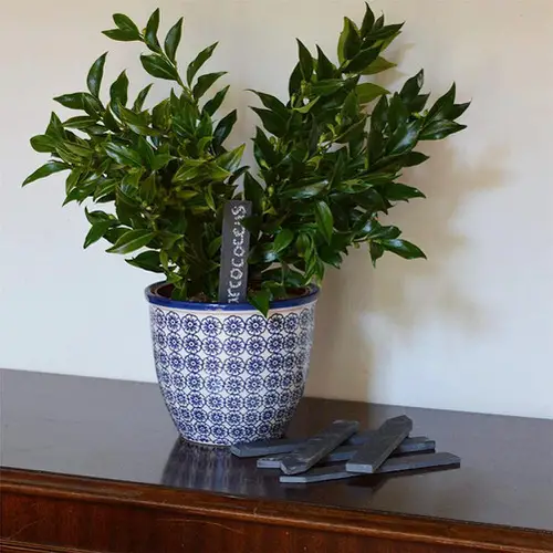 Top Plants to Keep Mosquitoes Away
