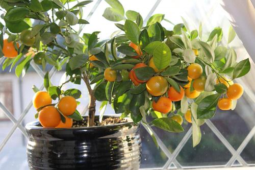 Container for Citrus Trees