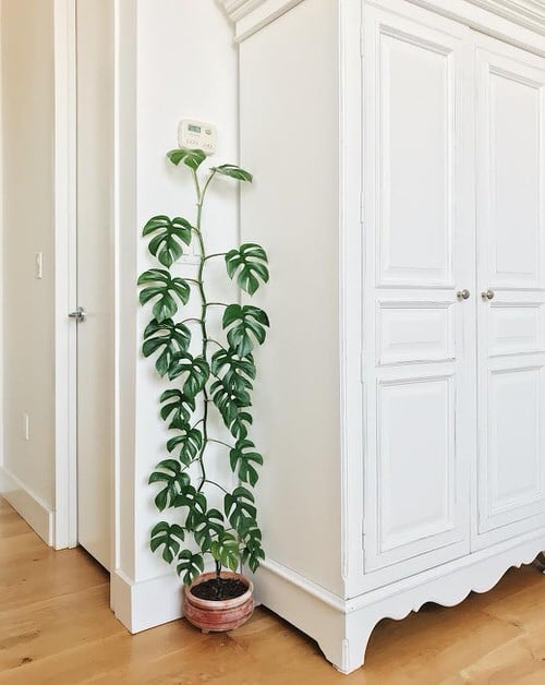 Houseplants that Love to Climb 5