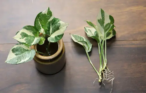 How to Grow N'joy Pothos 2