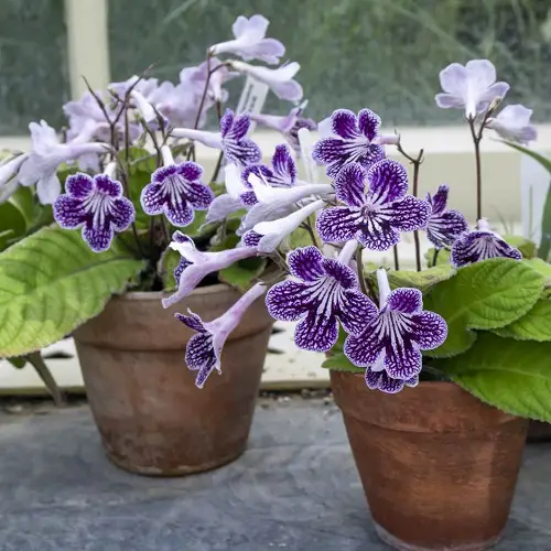 Flowers that start with C2