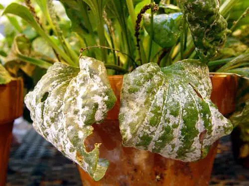 Houseplant Buying Tips 3