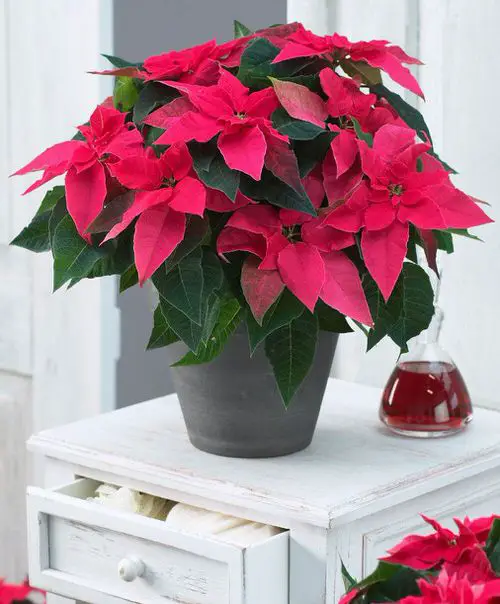 Important Points to Follow While Growing Poinsettias from Cuttings