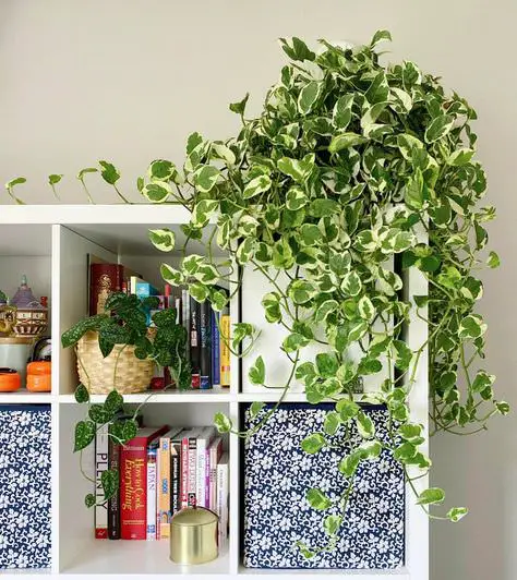 Pothos Plant Benefits 3