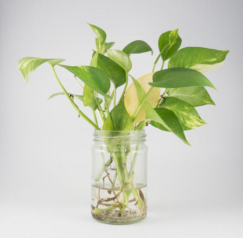 Pothos in a Glass Jar