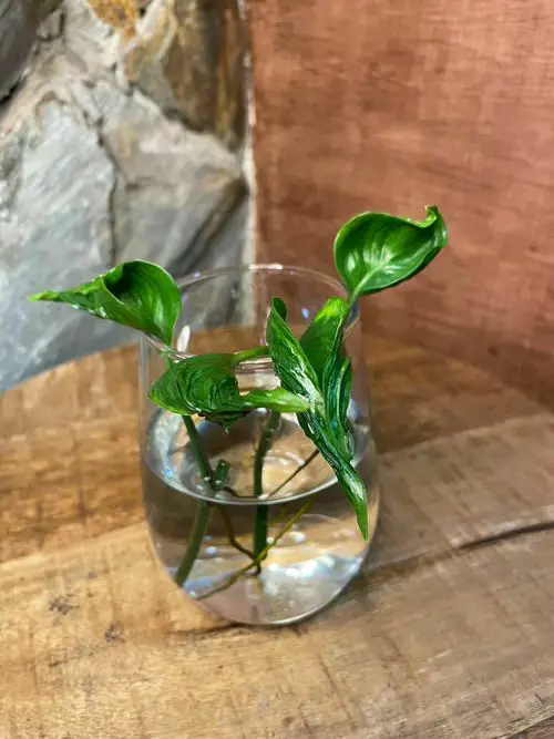 Shangri La Pothos Care 6