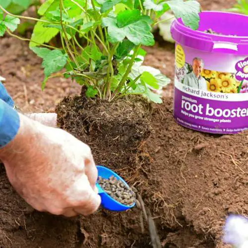 Tips to Minimize Transplanting Shock 3