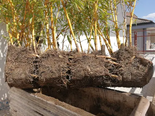 Top Tips to Minimize Transplanting Shock  3