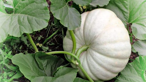 Different Types of Pumpkin Varieties 24
