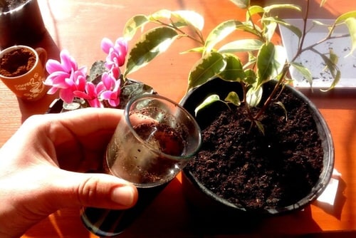 Cheap Gardening Tricks Every Gardener Should Know 97