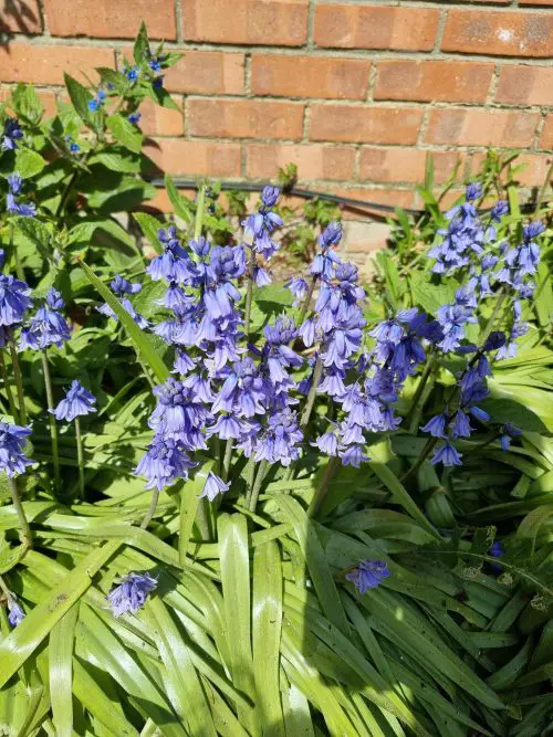top Blooms starting with the letter B
