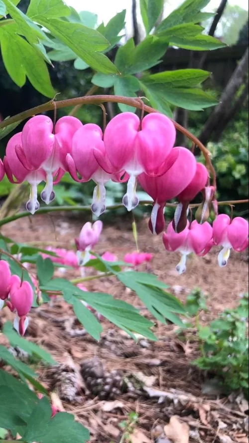 Blooms starting with the letter B
