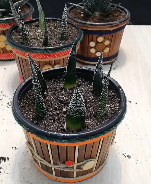 Indoor Plants Grown from Leaves 14