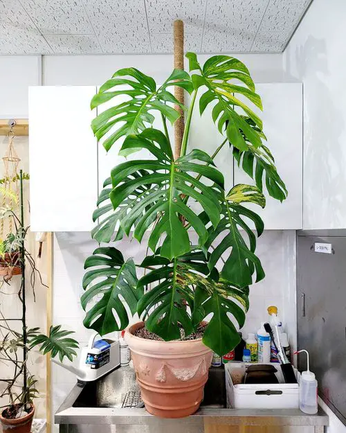 Types of Monstera-Borsigiana