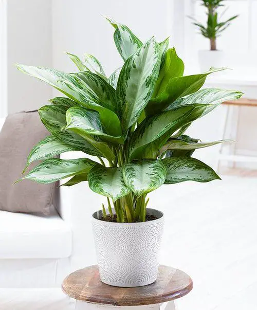Best Types of Chinese Evergreen Varieties