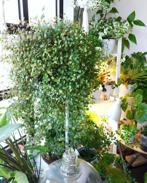 Maidenhair Vine