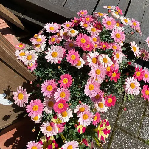 pink marguerite daisy flowers in garden