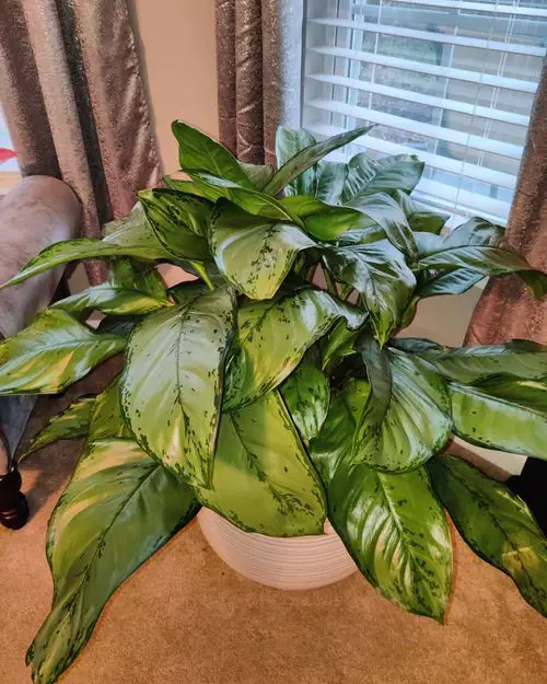 top Best Types of Chinese Evergreen Varieties
