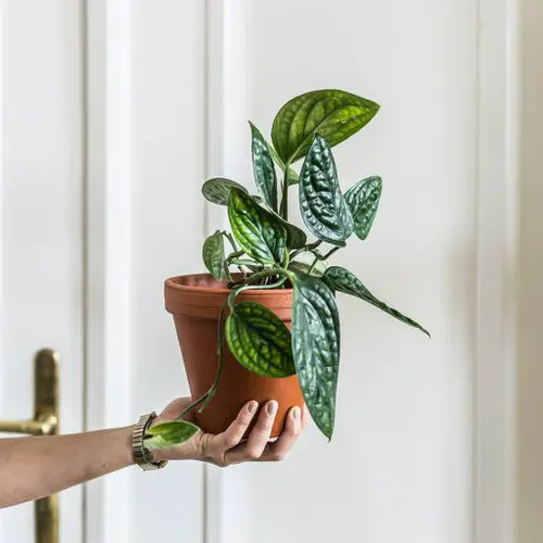 Types of Monstera-Karstenianum