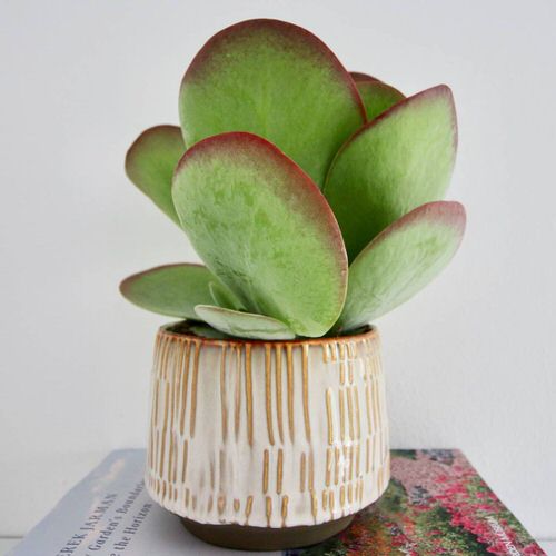 Stunning Houseplants with Red Stripes