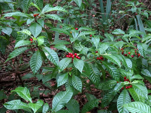 Native Florida Plants and Trees