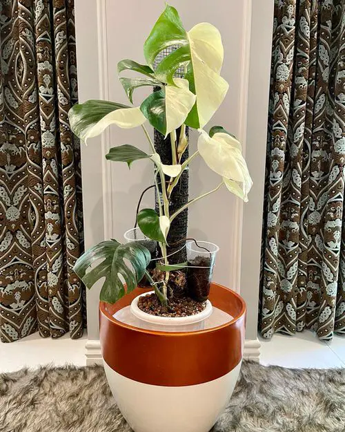 Types of Monstera-Borsigiana Variegata