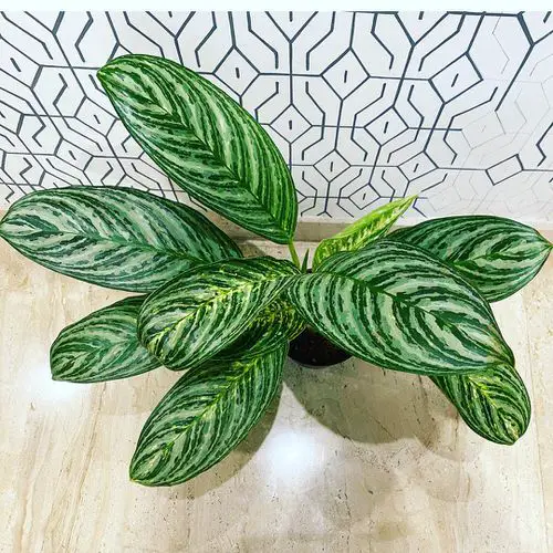 Best Types of Chinese Evergreen Varieties