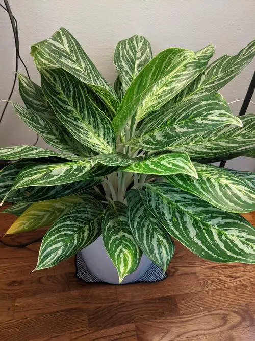 Types of Chinese Evergreen Varieties