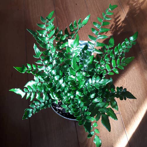 Best Hanging Ferns 7