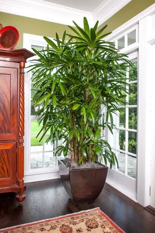 Indoor Palms That Don't Need Sunlight: Low Light Variations 