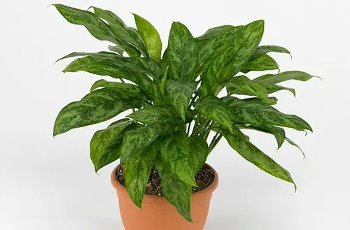 top Best Types of Chinese Evergreen