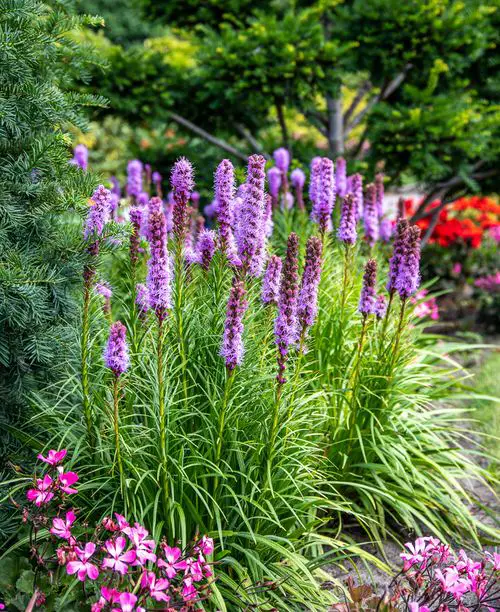 top Native Florida Plants and Trees