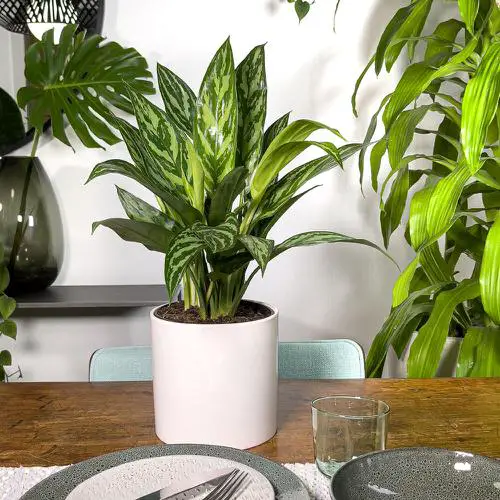 Best Types of Chinese Evergreen Varieties