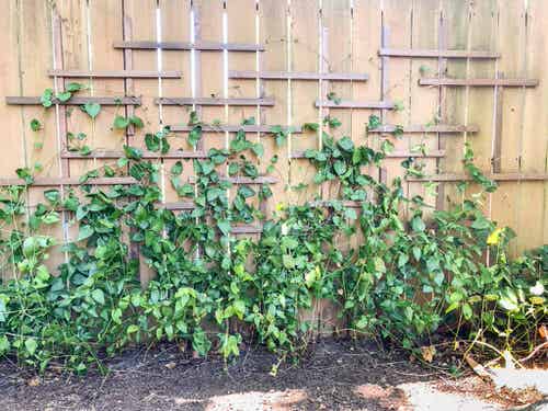 DIY Fence Planter Ideas 12